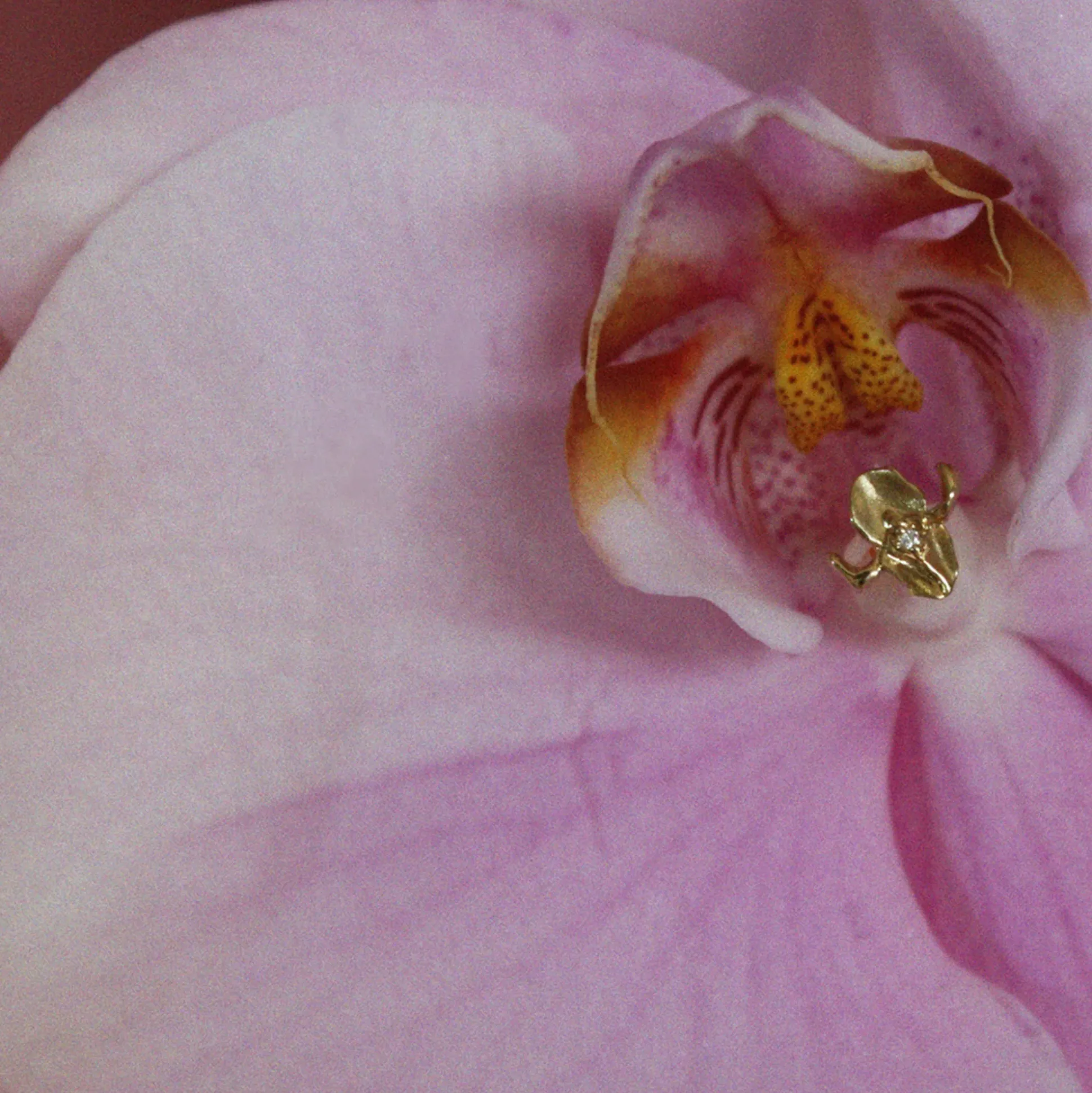 Iris-Istible Stud