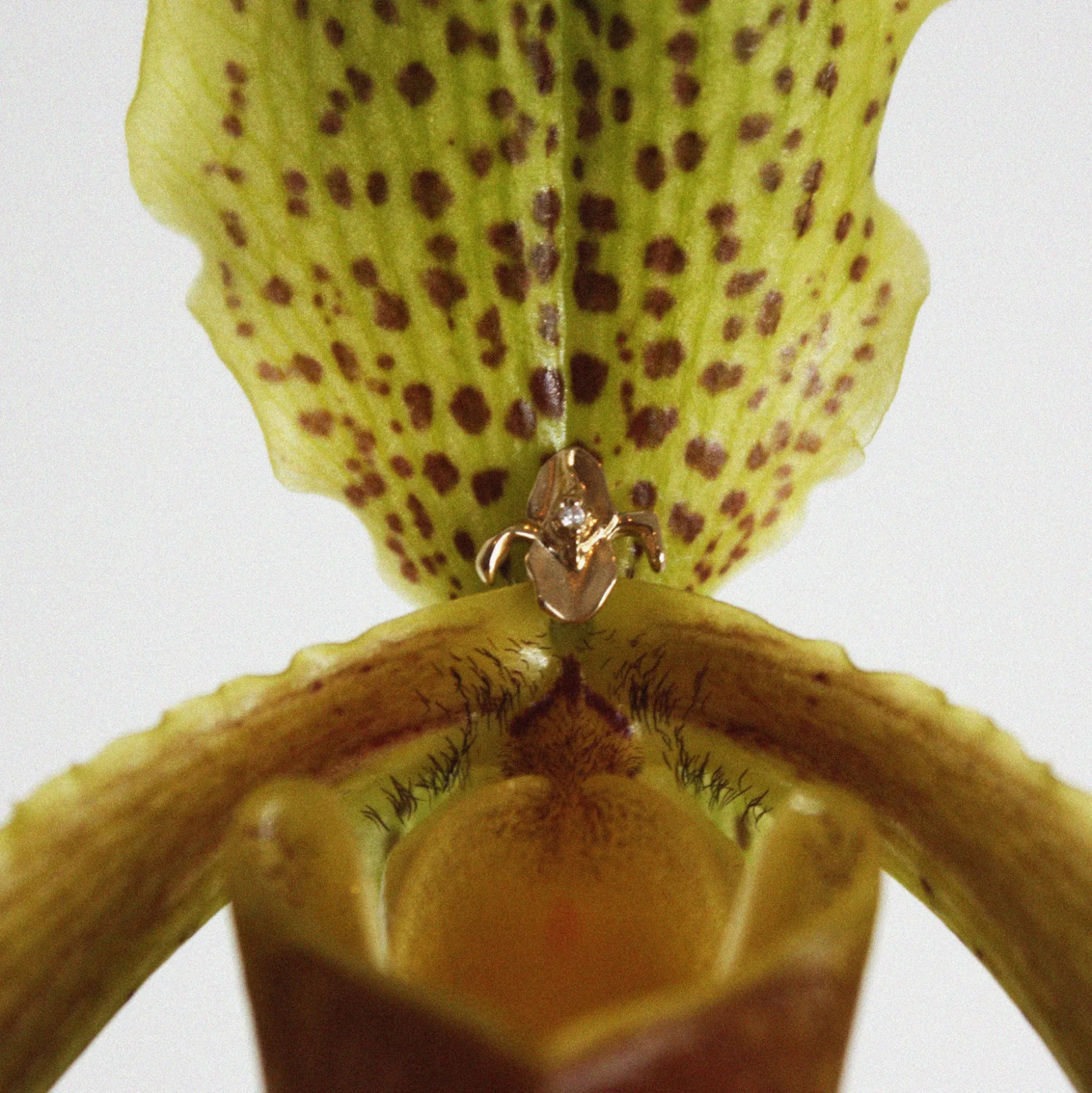 Iris-Istible Stud